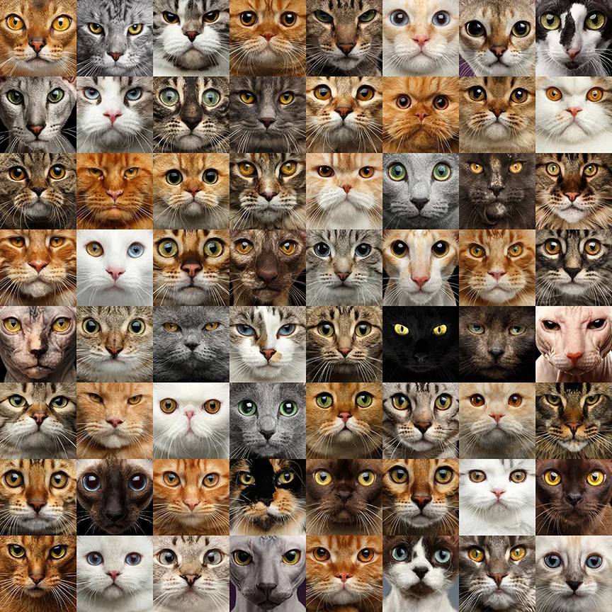 pic Calico Cat Fur Pattern https www felinefixbyfive org blog 2018 5 28 cat colors and patternspart one