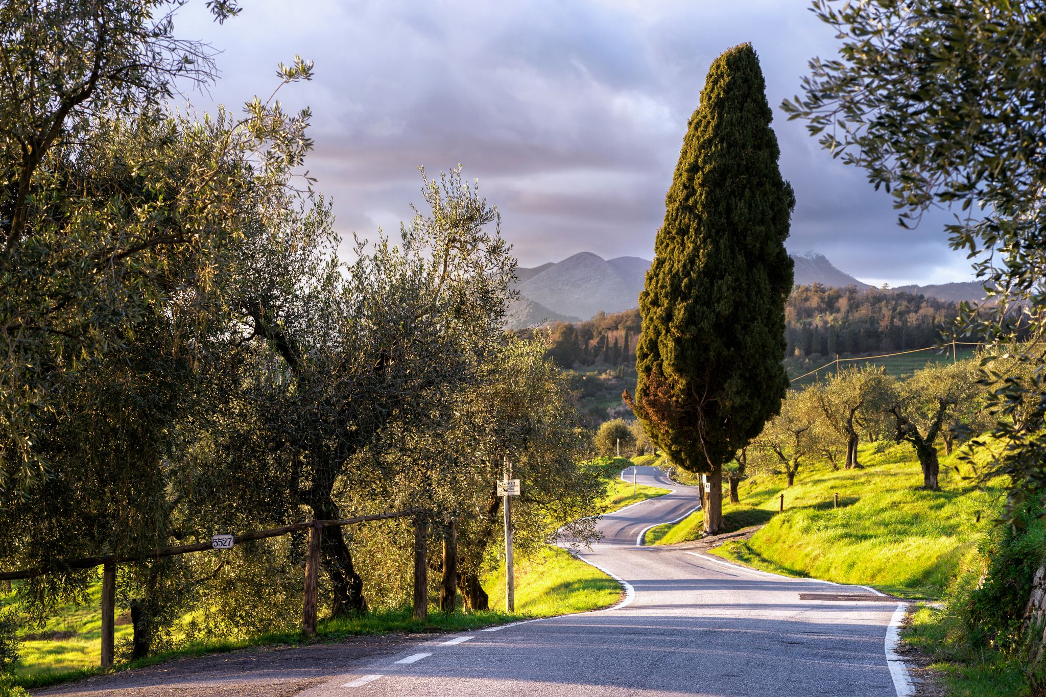 Olive groves of Lucca with the Apuan mountains in the distance. Photograph: Simone Orsucci