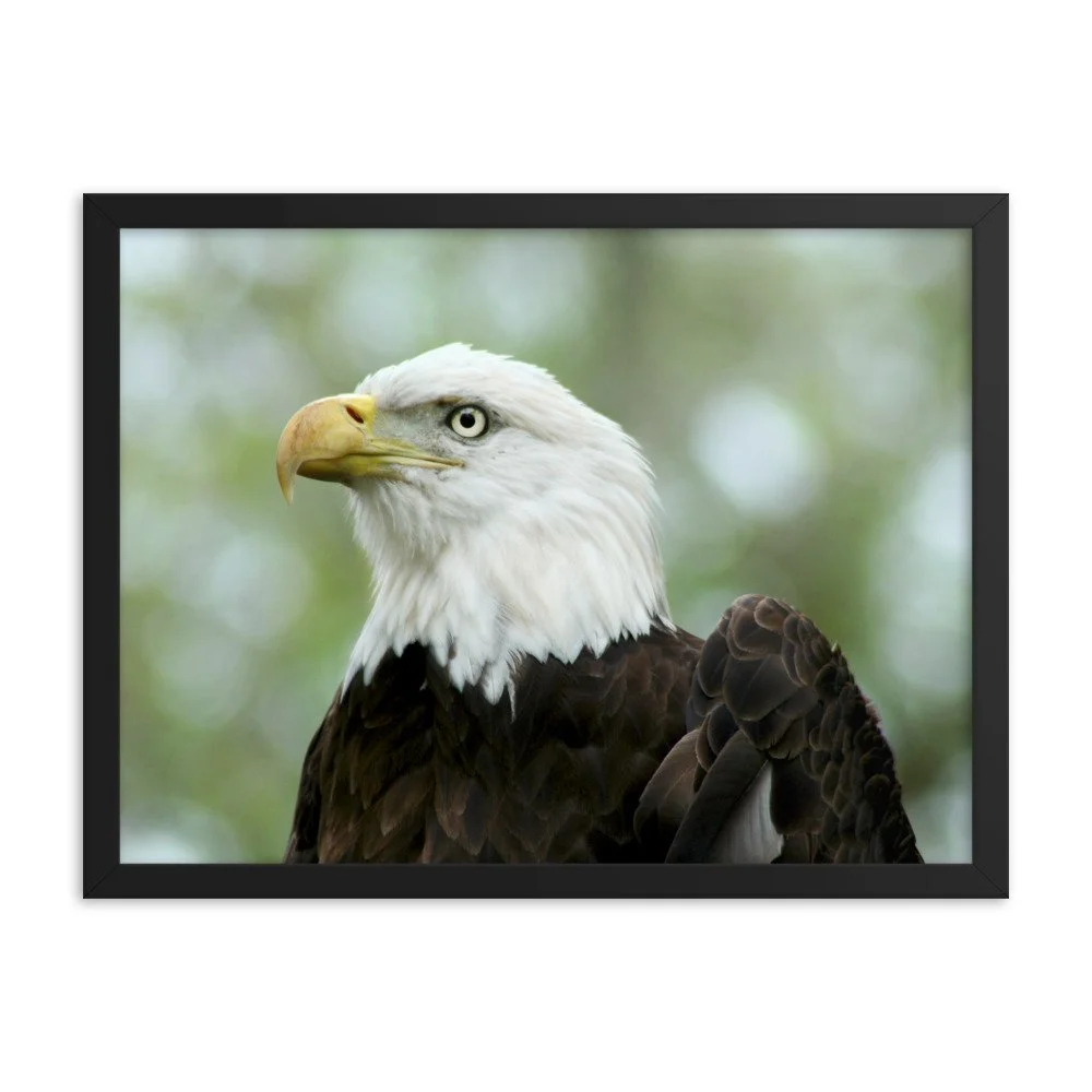 enhanced-matte-paper-framed-poster-(in)-black-18x24-transparent-625341a465a60.jpg