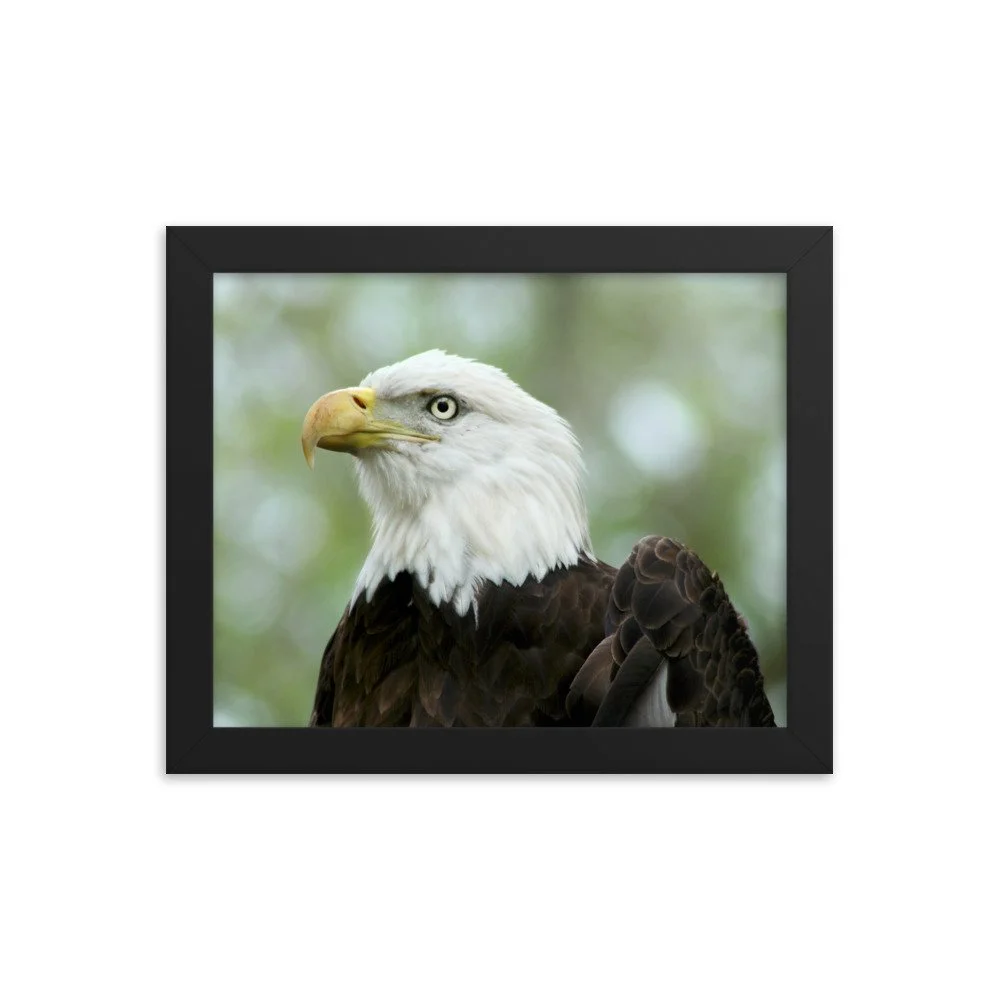 enhanced-matte-paper-framed-poster-(in)-black-8x10-transparent-625341a465b2c.jpg