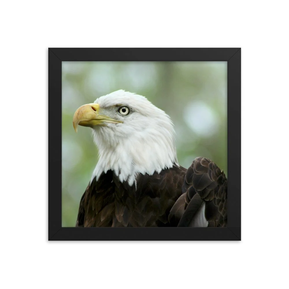 enhanced-matte-paper-framed-poster-(in)-black-10x10-transparent-625341a465c06.jpg