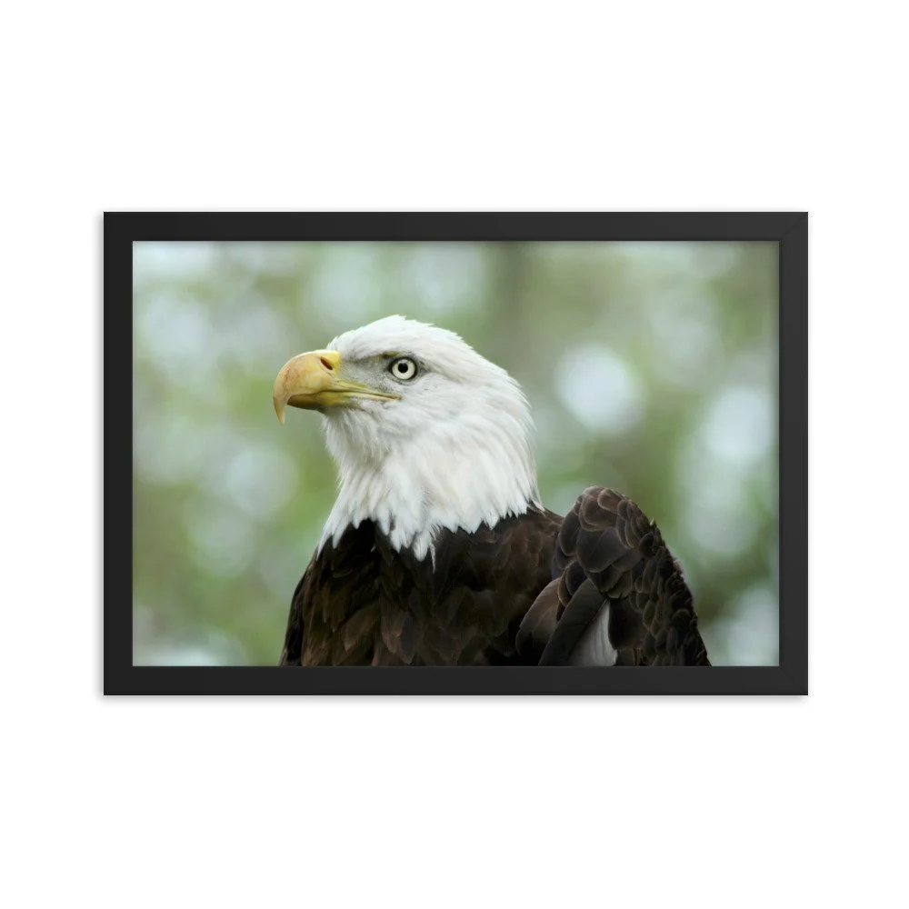 enhanced-matte-paper-framed-poster-(in)-black-12x18-transparent-625341a465f67.jpg
