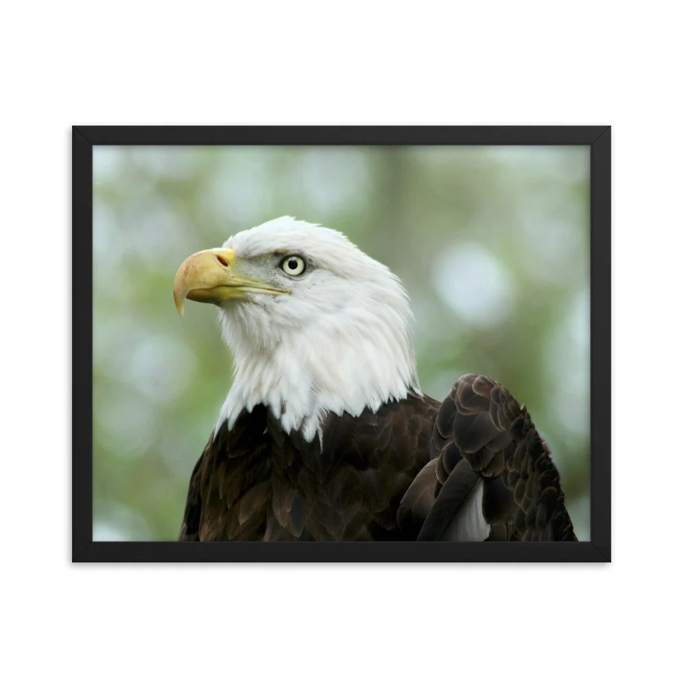 enhanced-matte-paper-framed-poster-(in)-black-16x20-transparent-625341a4661ef.jpg