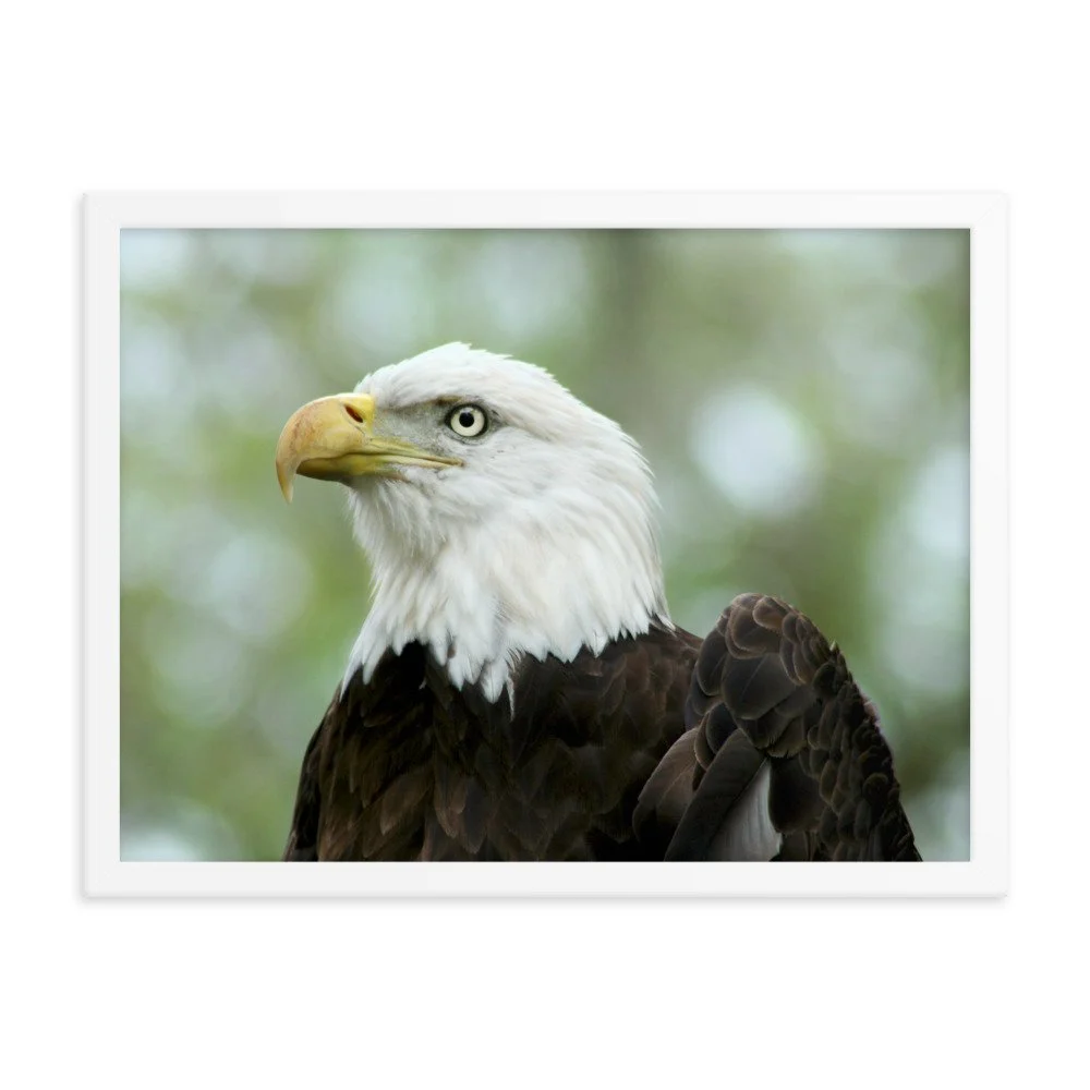 enhanced-matte-paper-framed-poster-(in)-white-18x24-transparent-625341a466c59.jpg