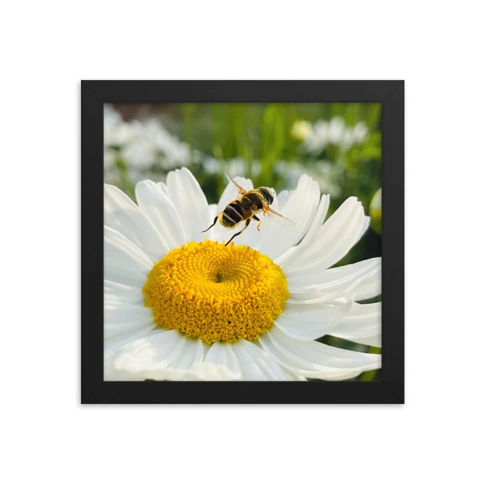 enhanced-matte-paper-framed-poster-(in)-black-10x10-transparent-625347be344b6.jpg