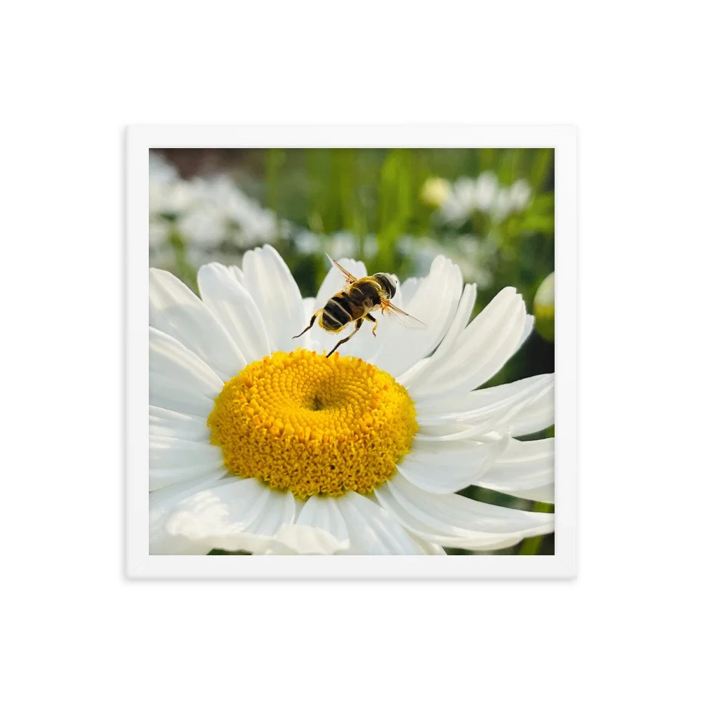 enhanced-matte-paper-framed-poster-(in)-white-14x14-transparent-625347be35205.jpg