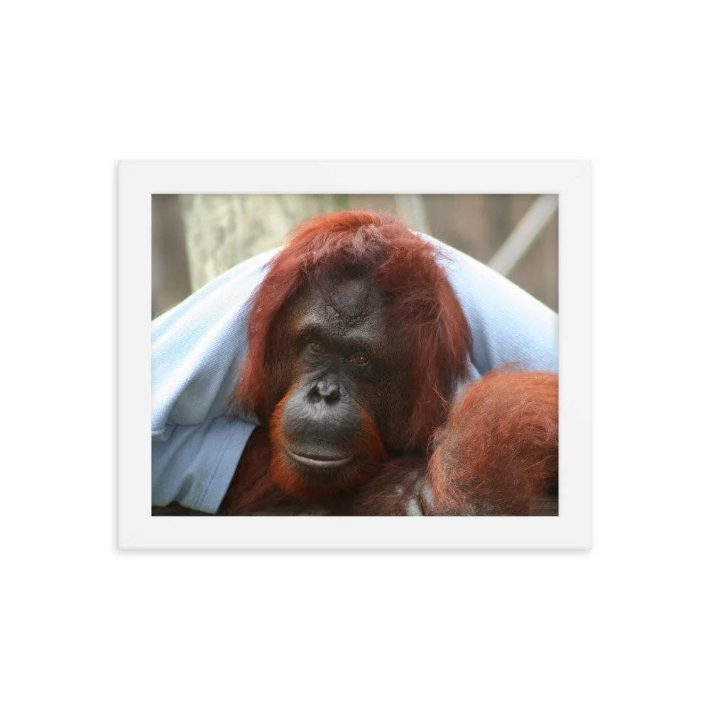 enhanced-matte-paper-framed-poster-(in)-white-8x10-transparent-62534b116c412.jpg