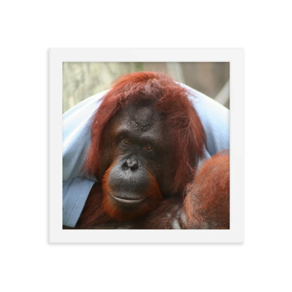 enhanced-matte-paper-framed-poster-(in)-white-10x10-transparent-62534b116c4fd.jpg