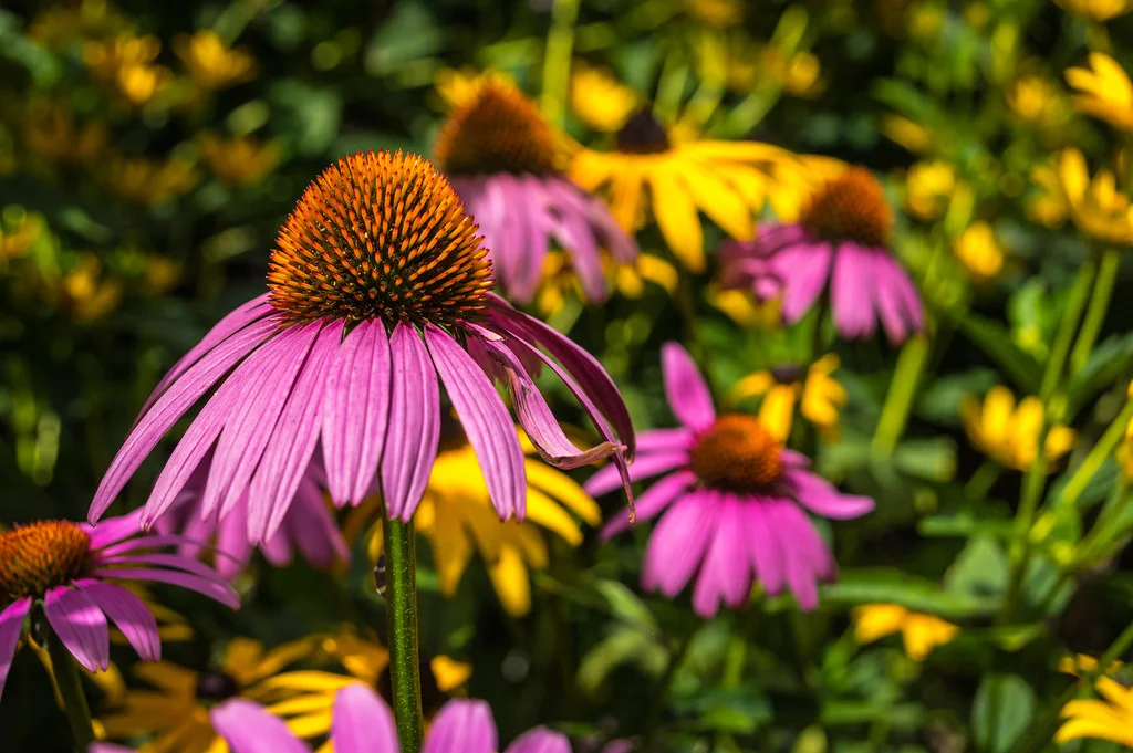 Echinacea&BlackEyes.jpg
