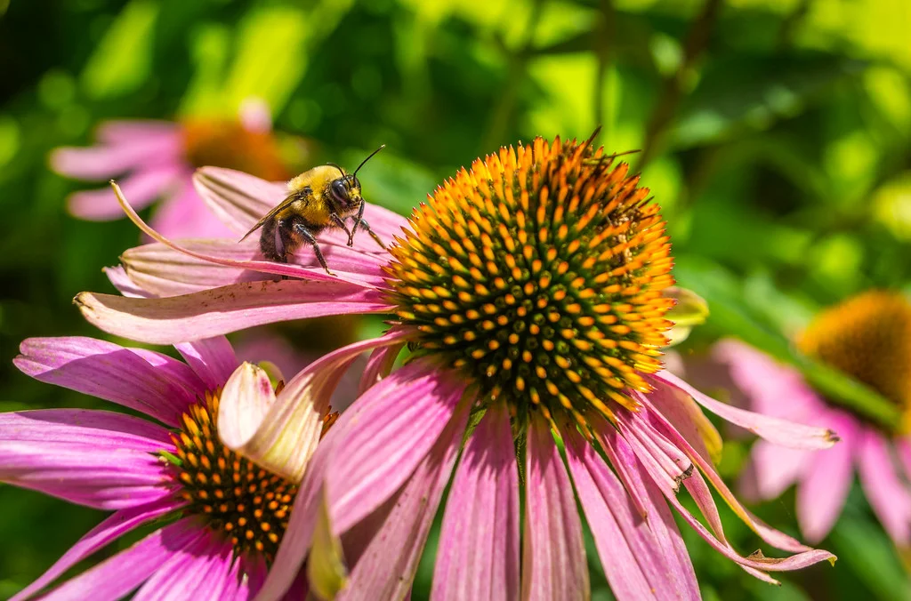 Bee&Echinacea.jpg