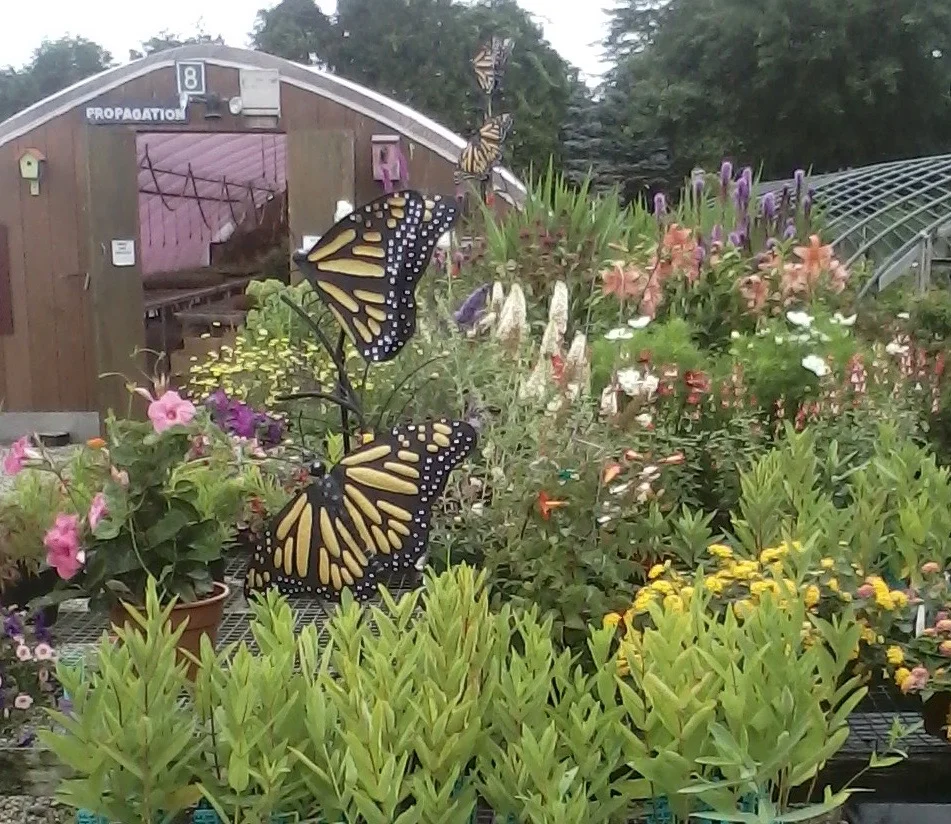 ButterflyPlants.jpg