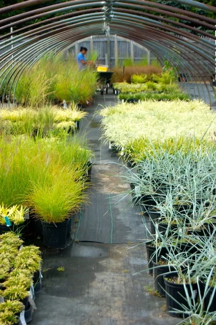 GrassHouse.jpg