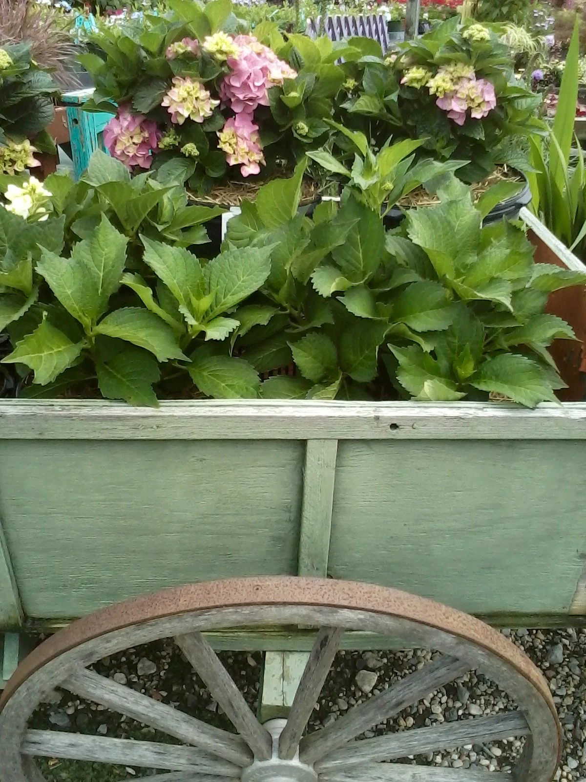HydrangeasCart.jpg