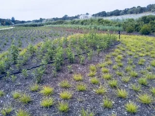 WetlandsRestoration.jpeg