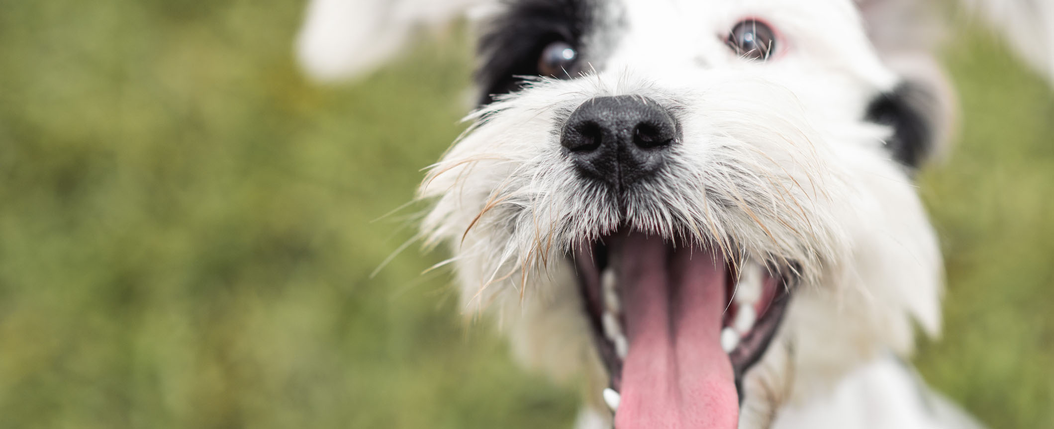 puppy happy to see owner