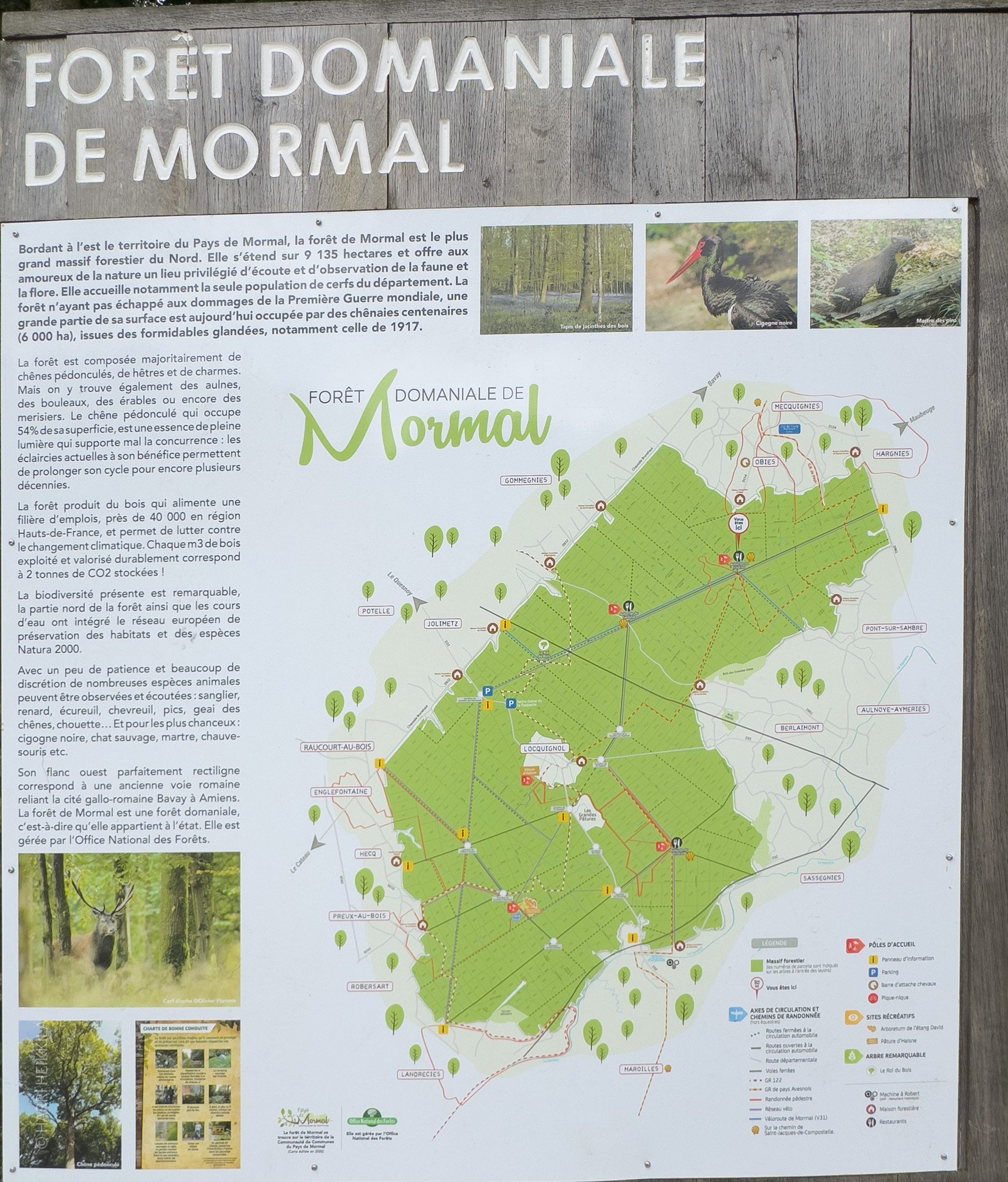 Mormalin tammimetsä on noin 20 x 10 km