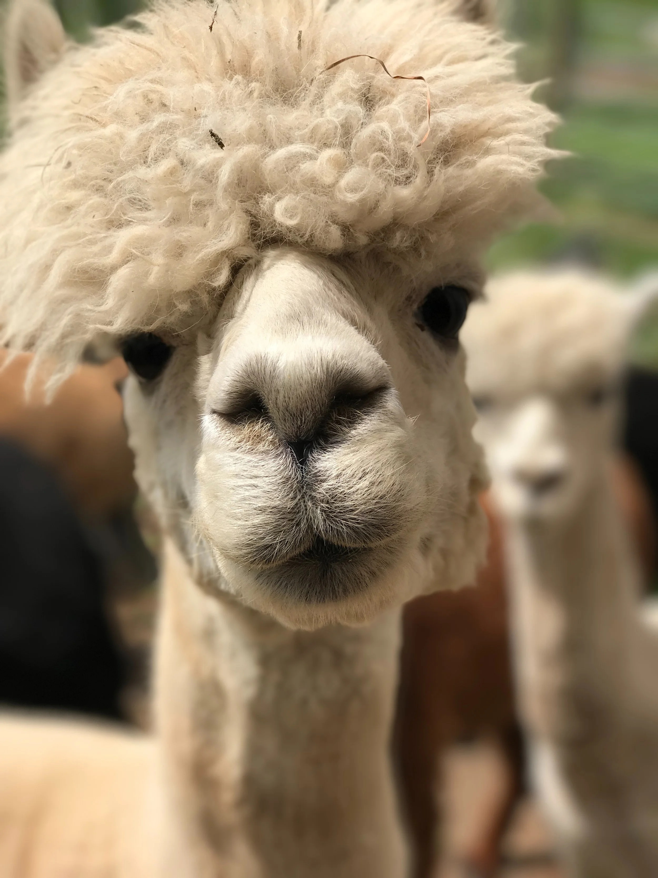 No drama llama!