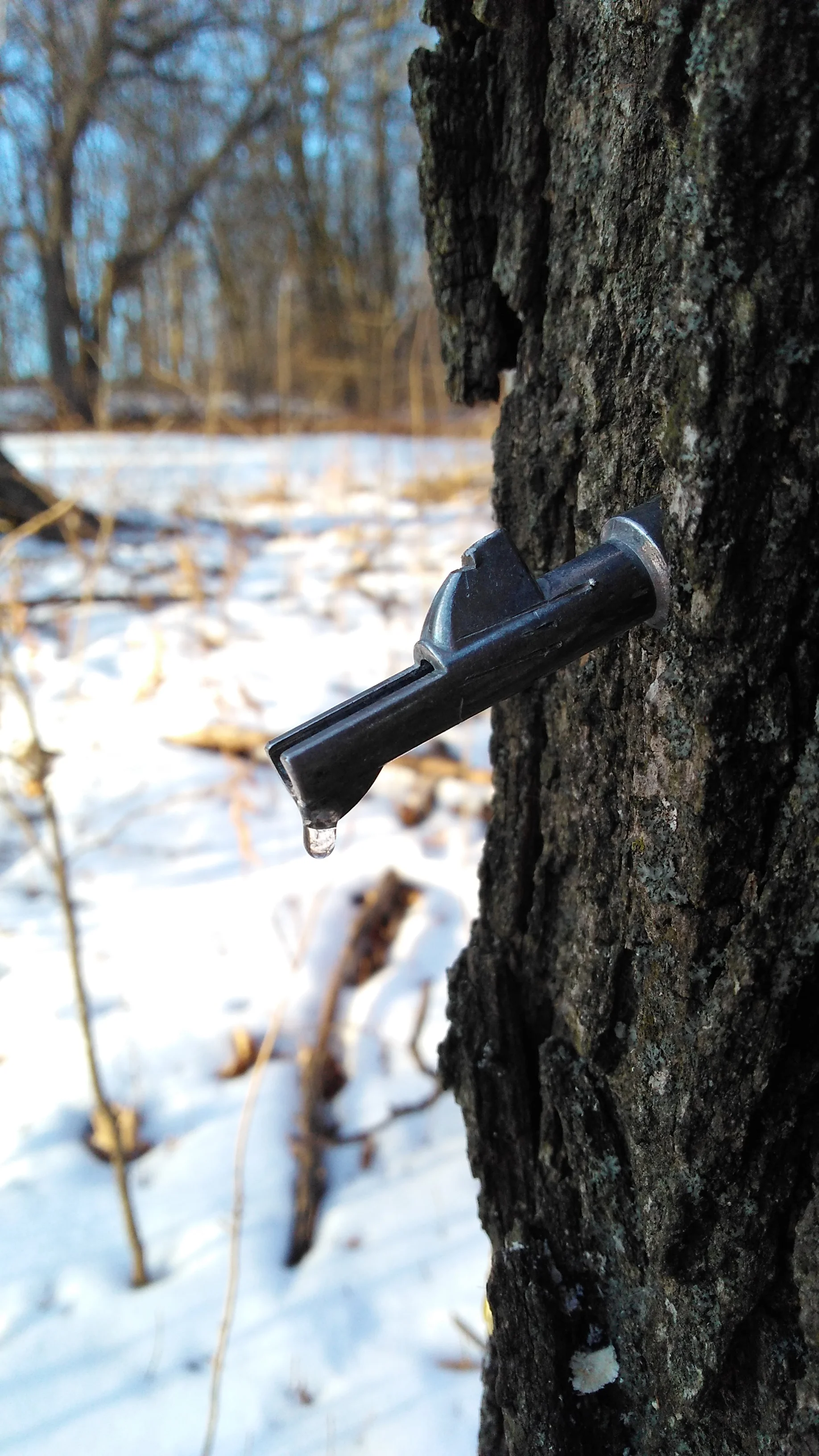 only the beginning of maple syrup.
