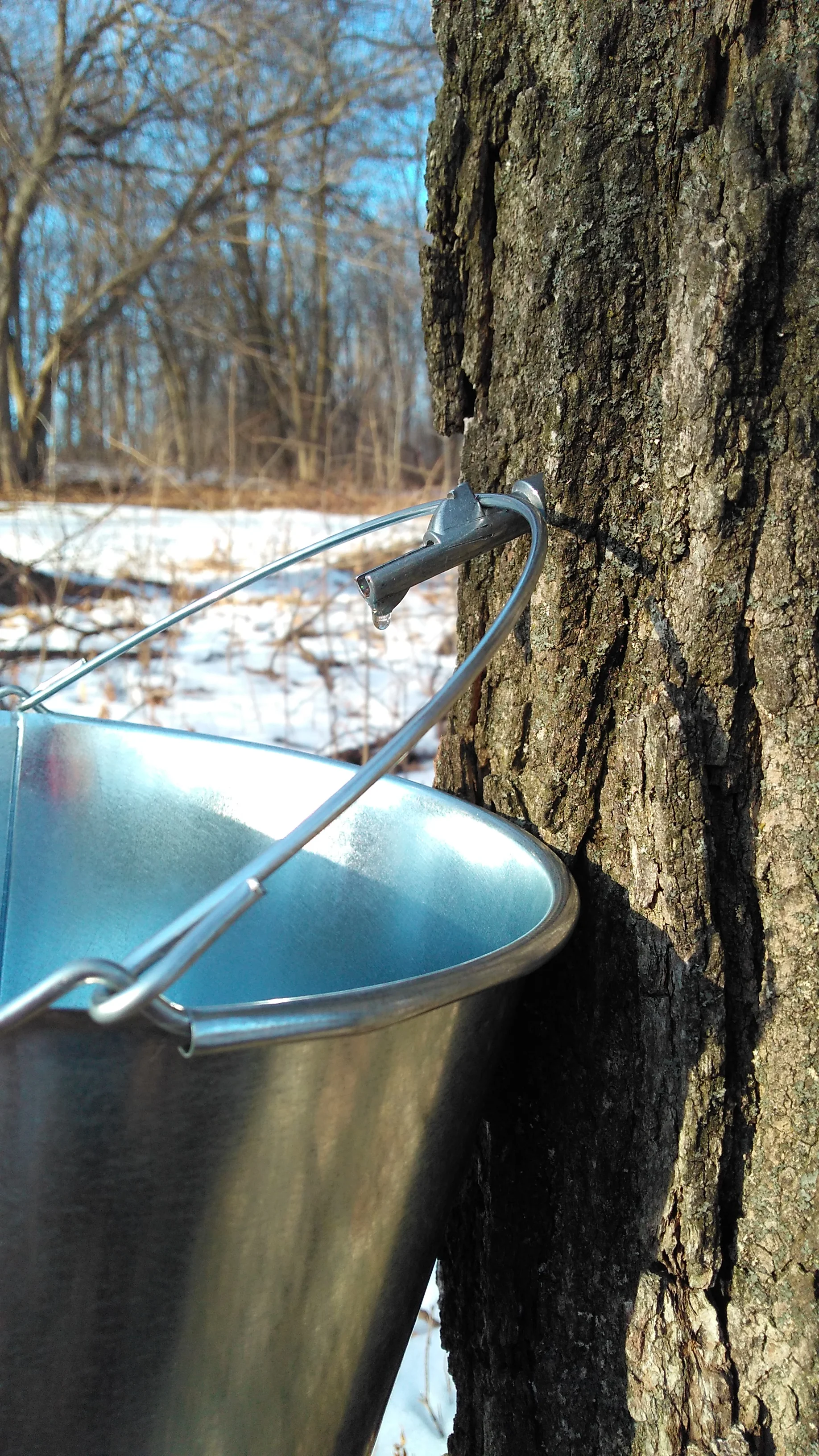 sap collection.