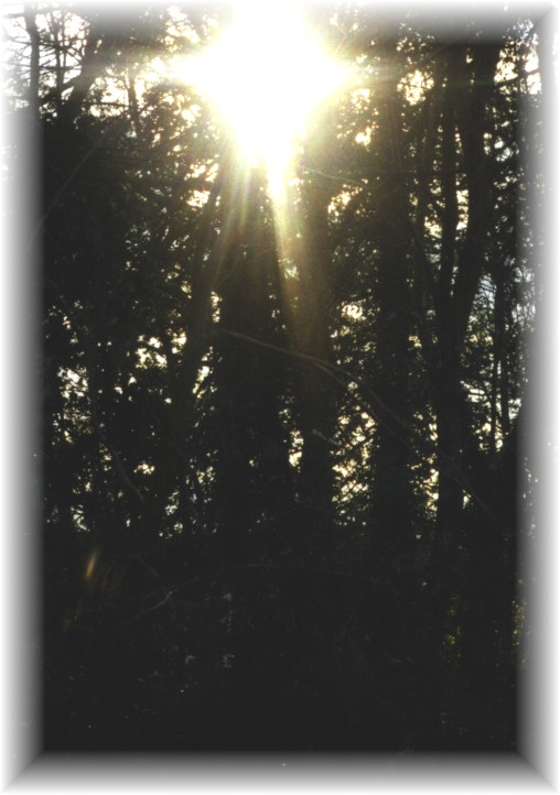 light in forest in newent lake.jpg