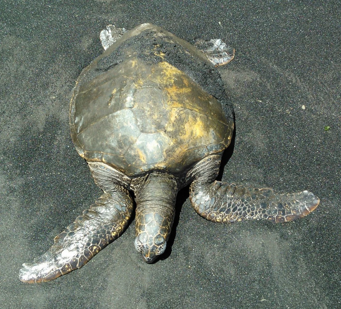 Catching rays on Punalu'u beach.