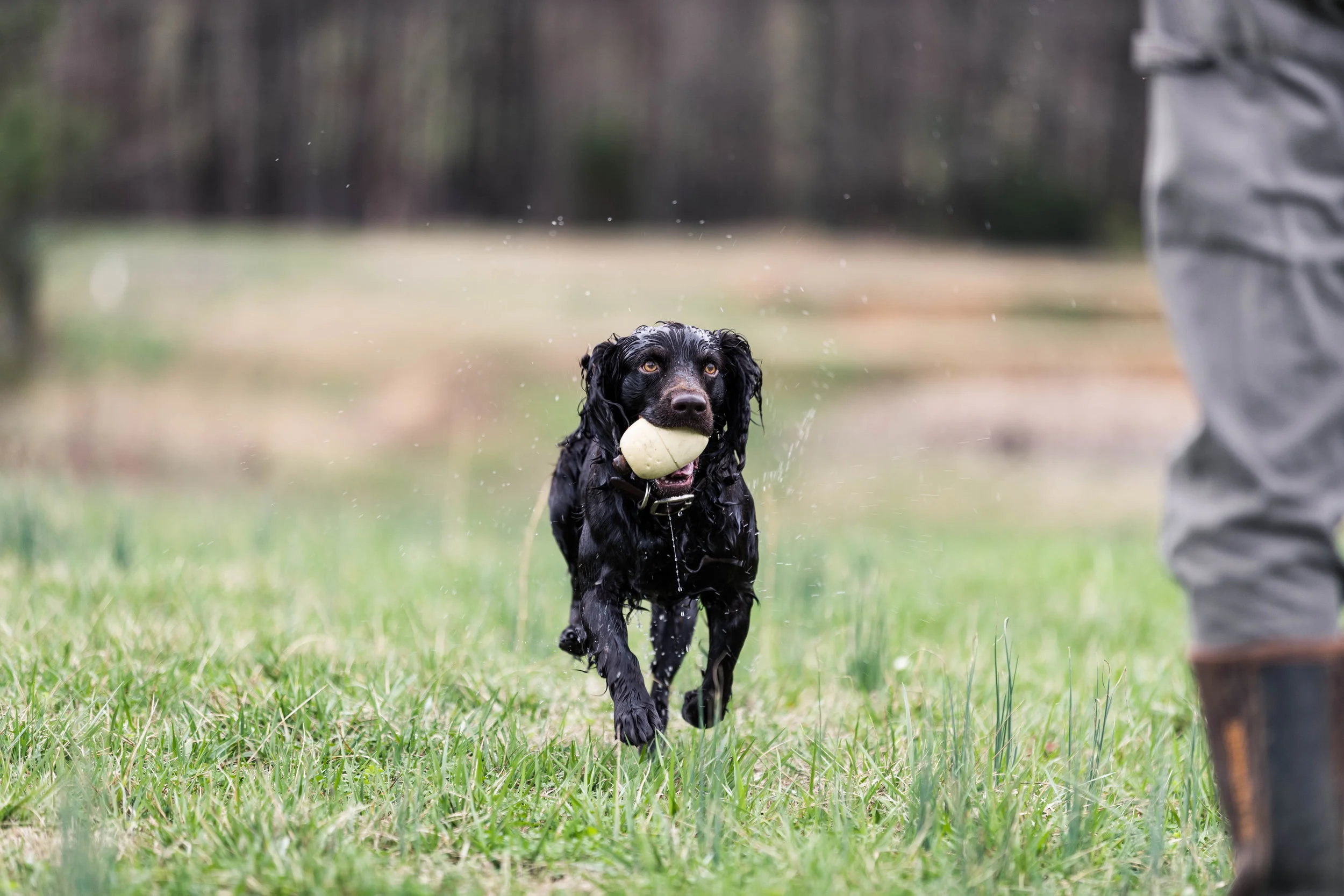 Our Dogs — Valley Way Kennels