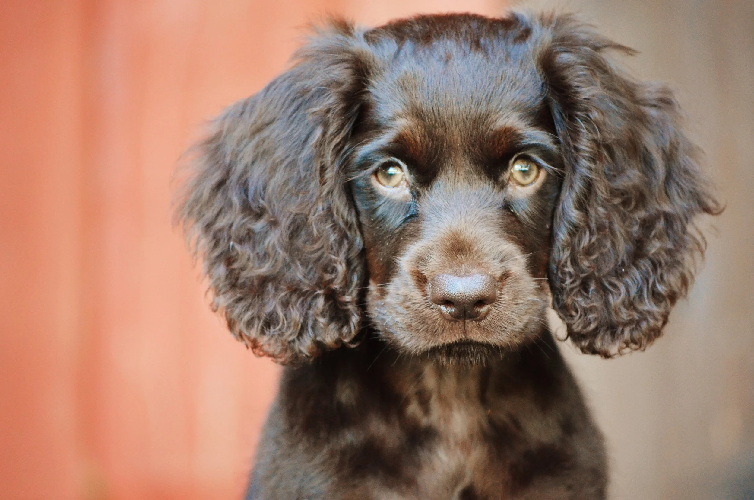 Boykin Spaniel Puppy Price 2025