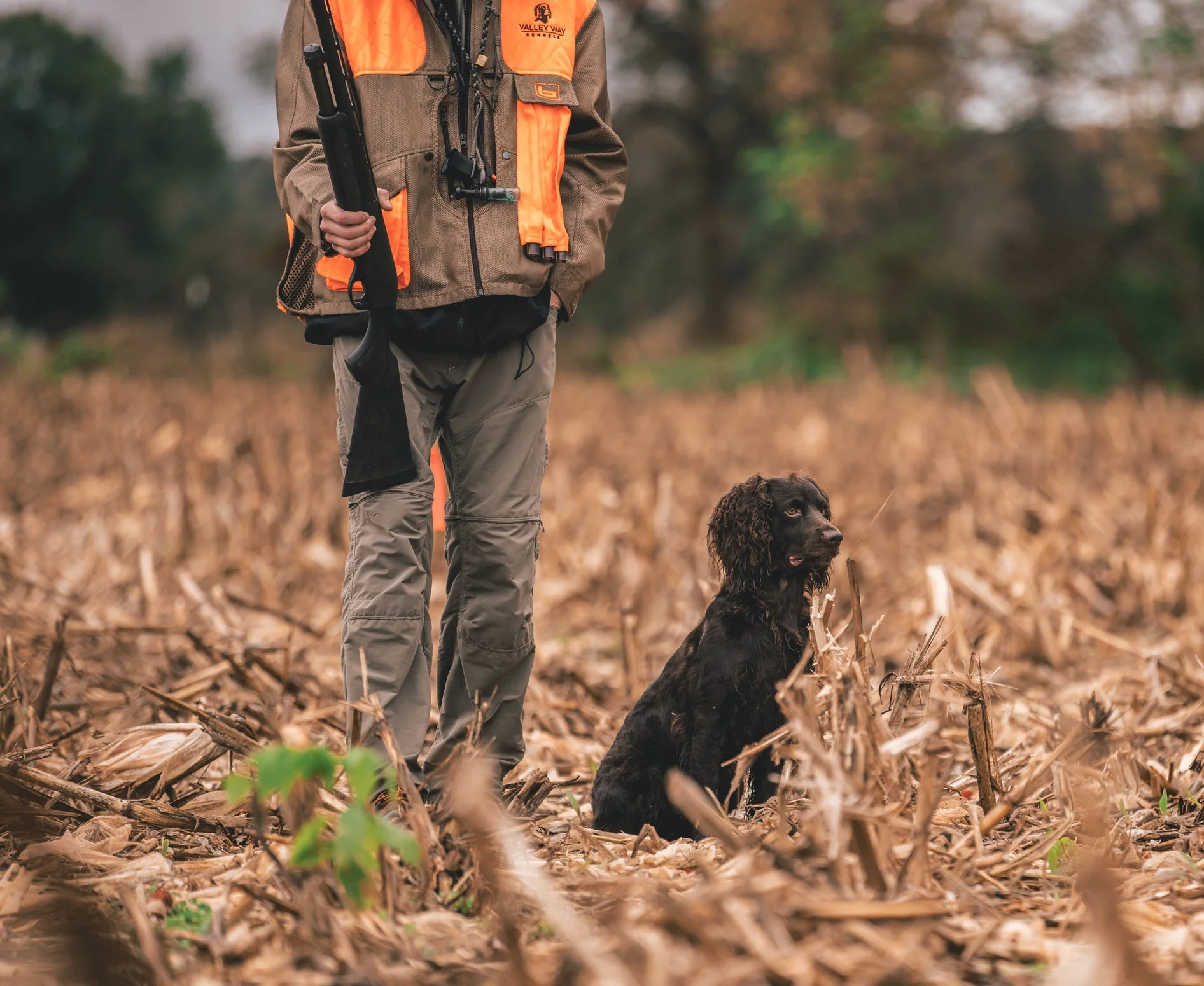 boykin spaniel images