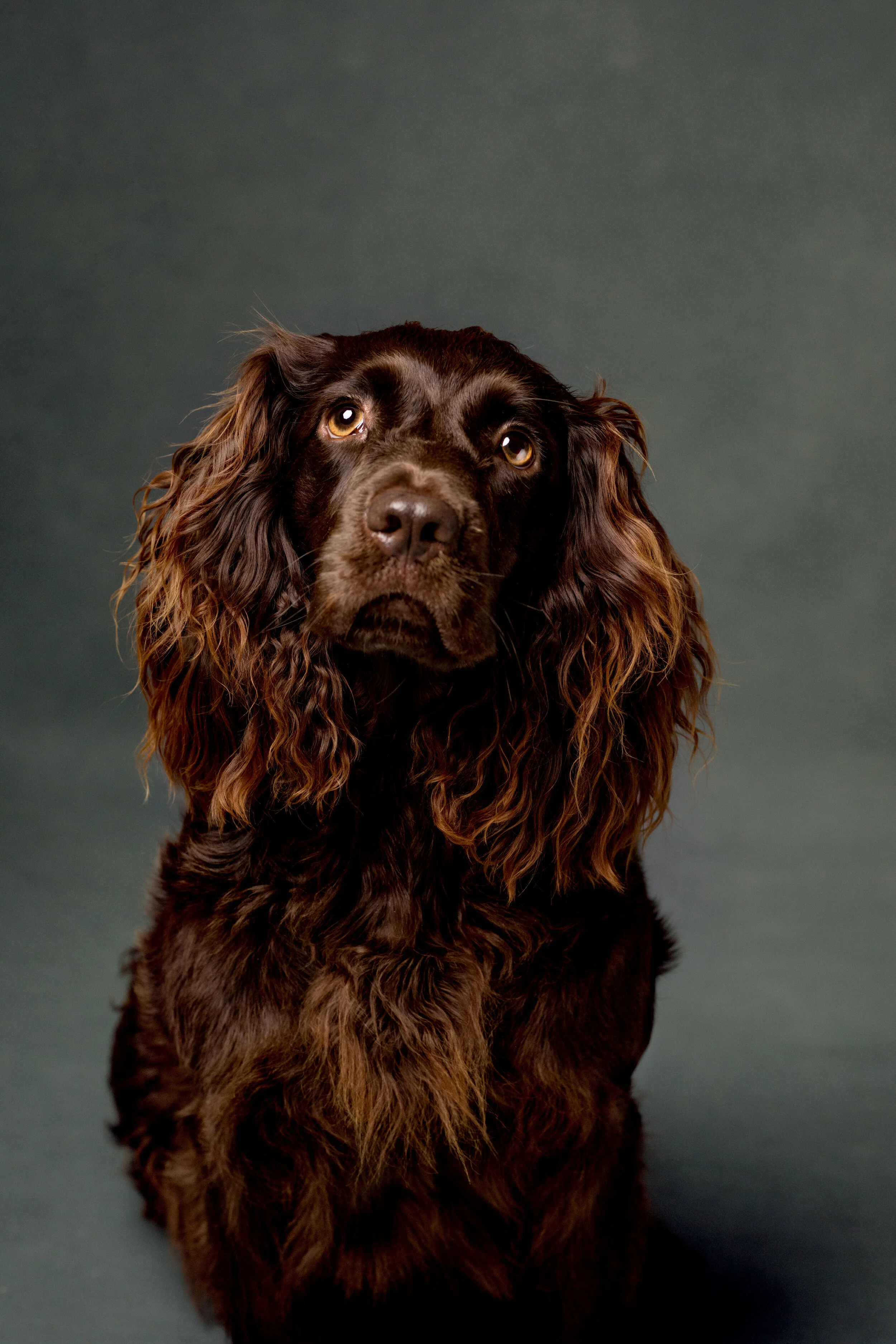 female boykin spaniel