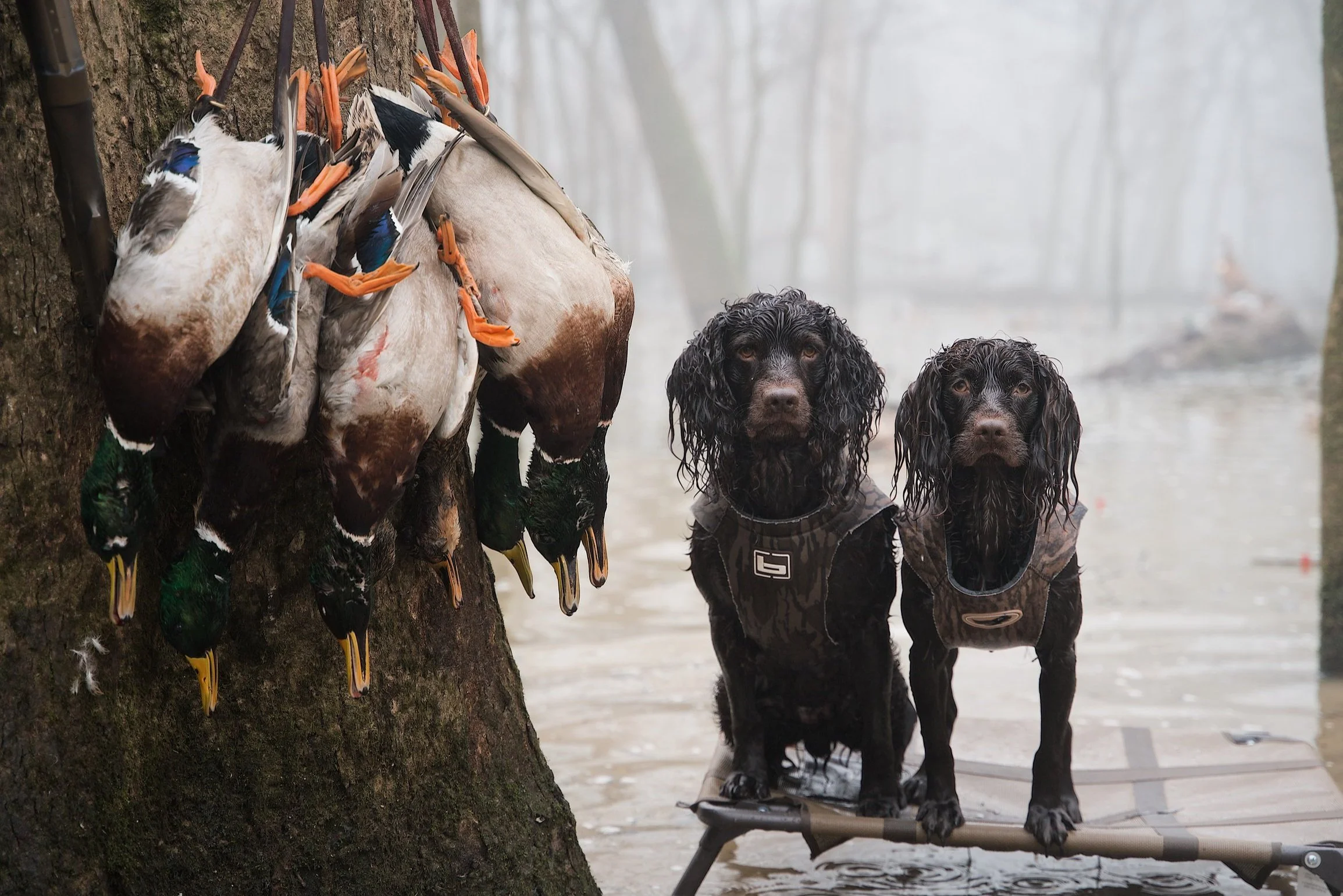 Boykin+Spaniel+Hunting.jpg