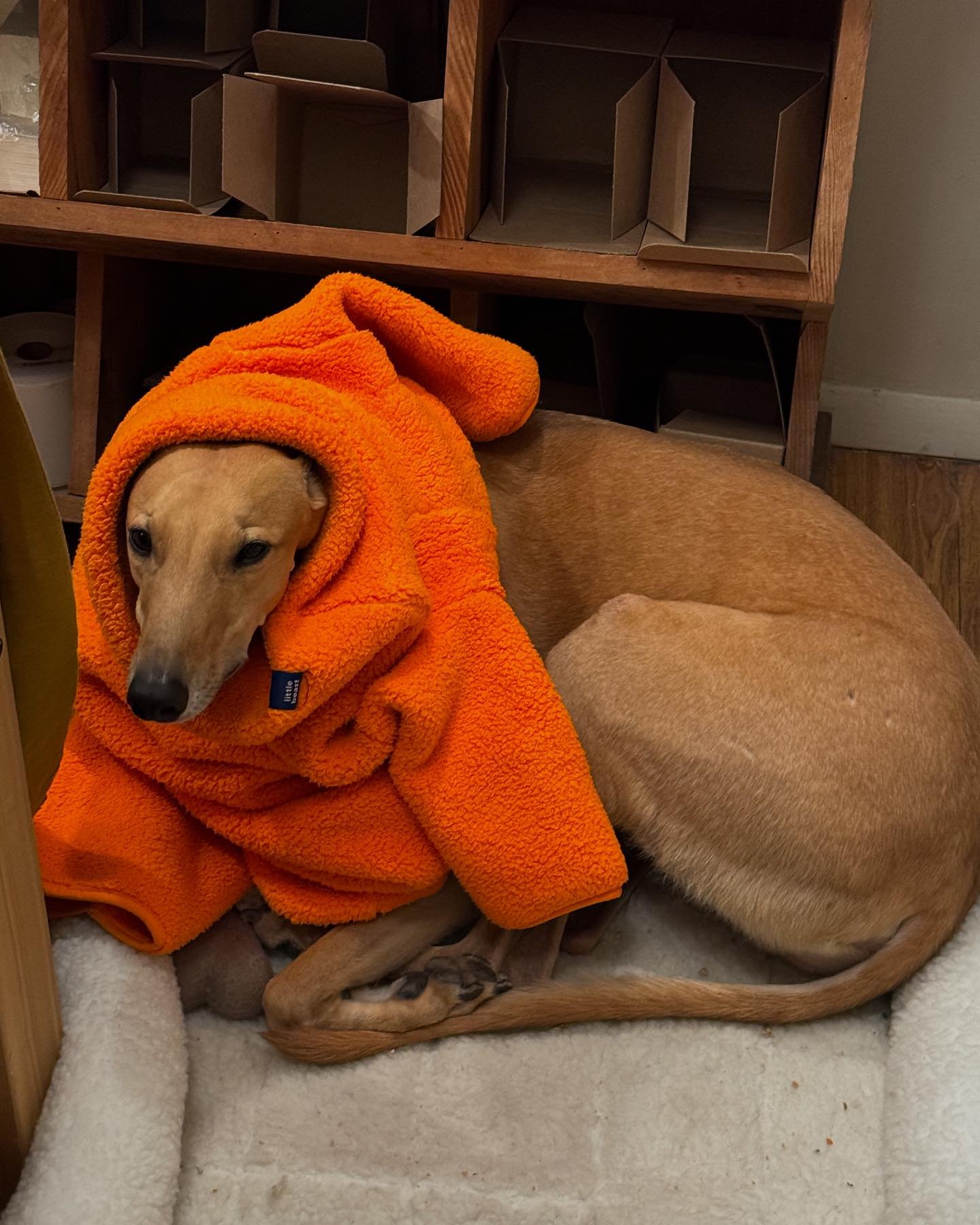 one year with bb boy 🥕
