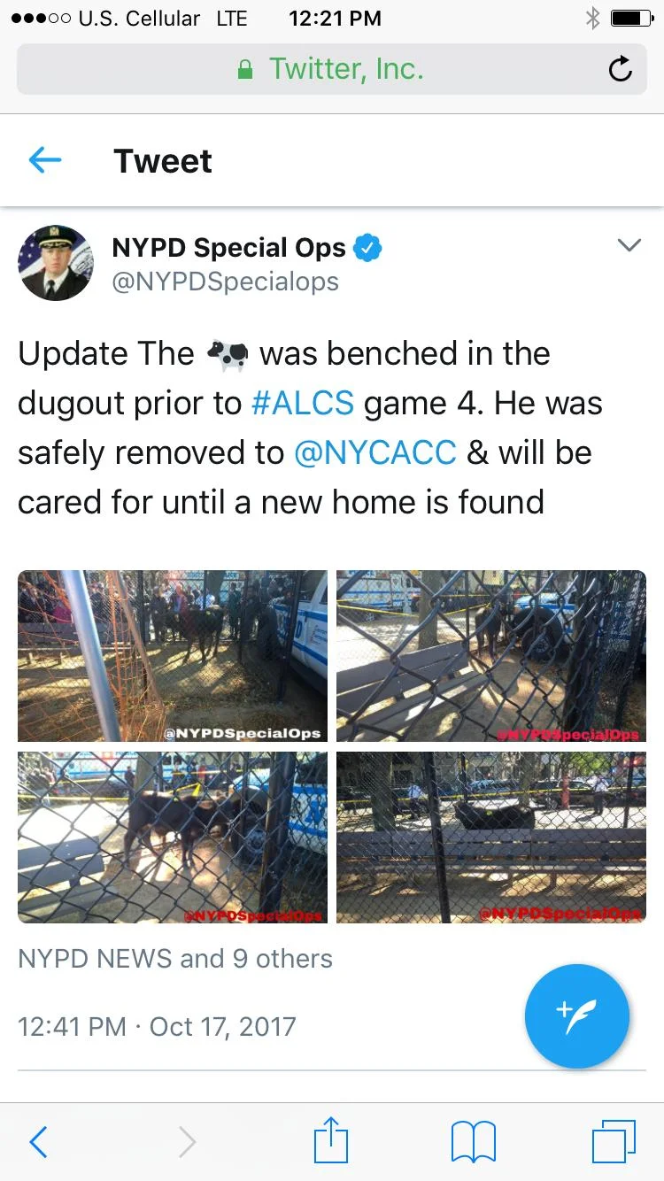 cow net2.jpg