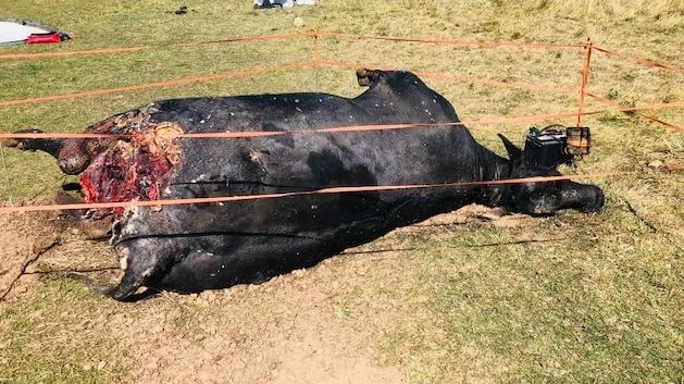 Yellowstone_Cow.jpg