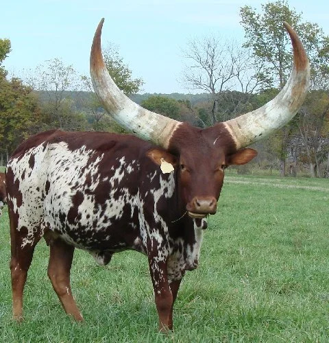 Why Namibia Can Send the U.S. 27 Tons of Beef and Ranchers Can't Ship Across State Lines