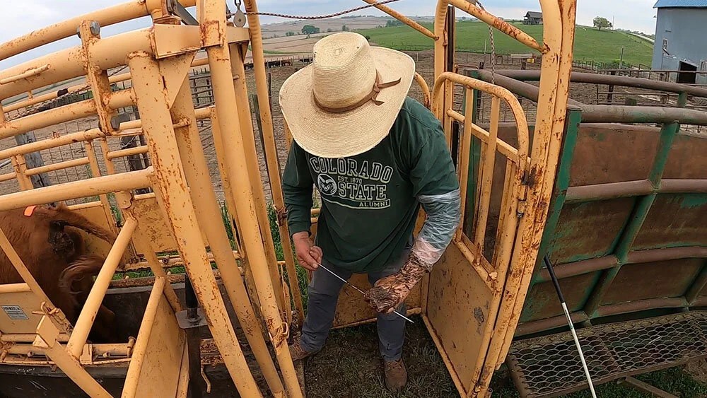 Video: AI-ing Heifers, the process of artificially inseminating young cows