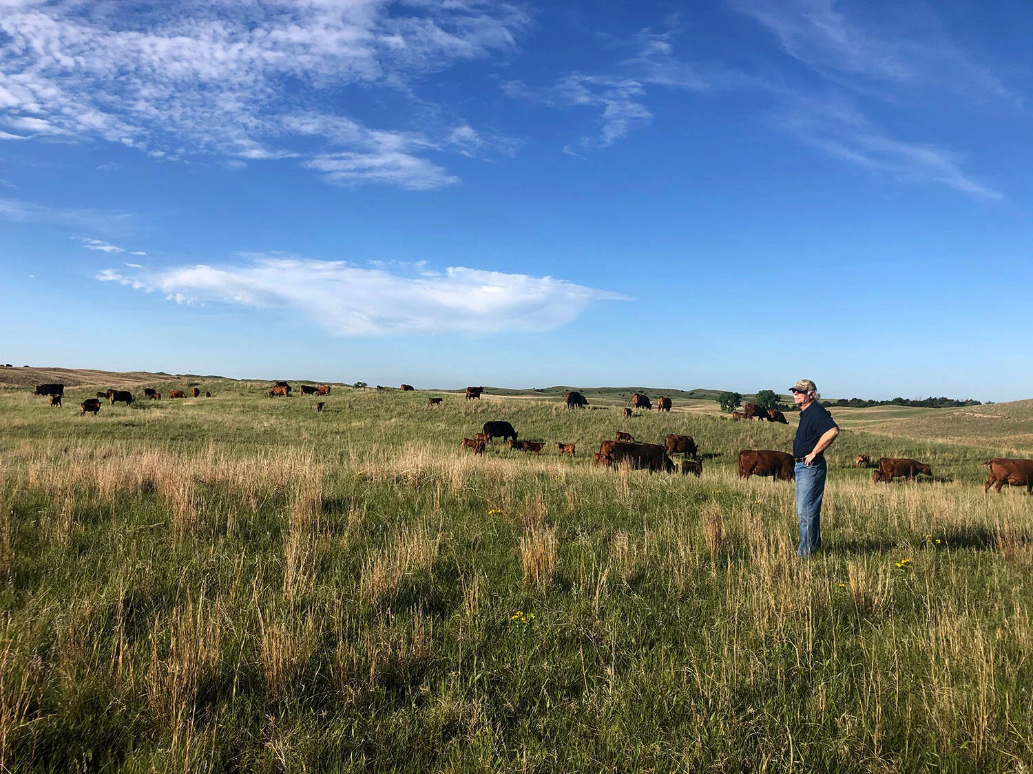 Will the Department of Justice Give Cattle Producers the Fair Markets They Deserve