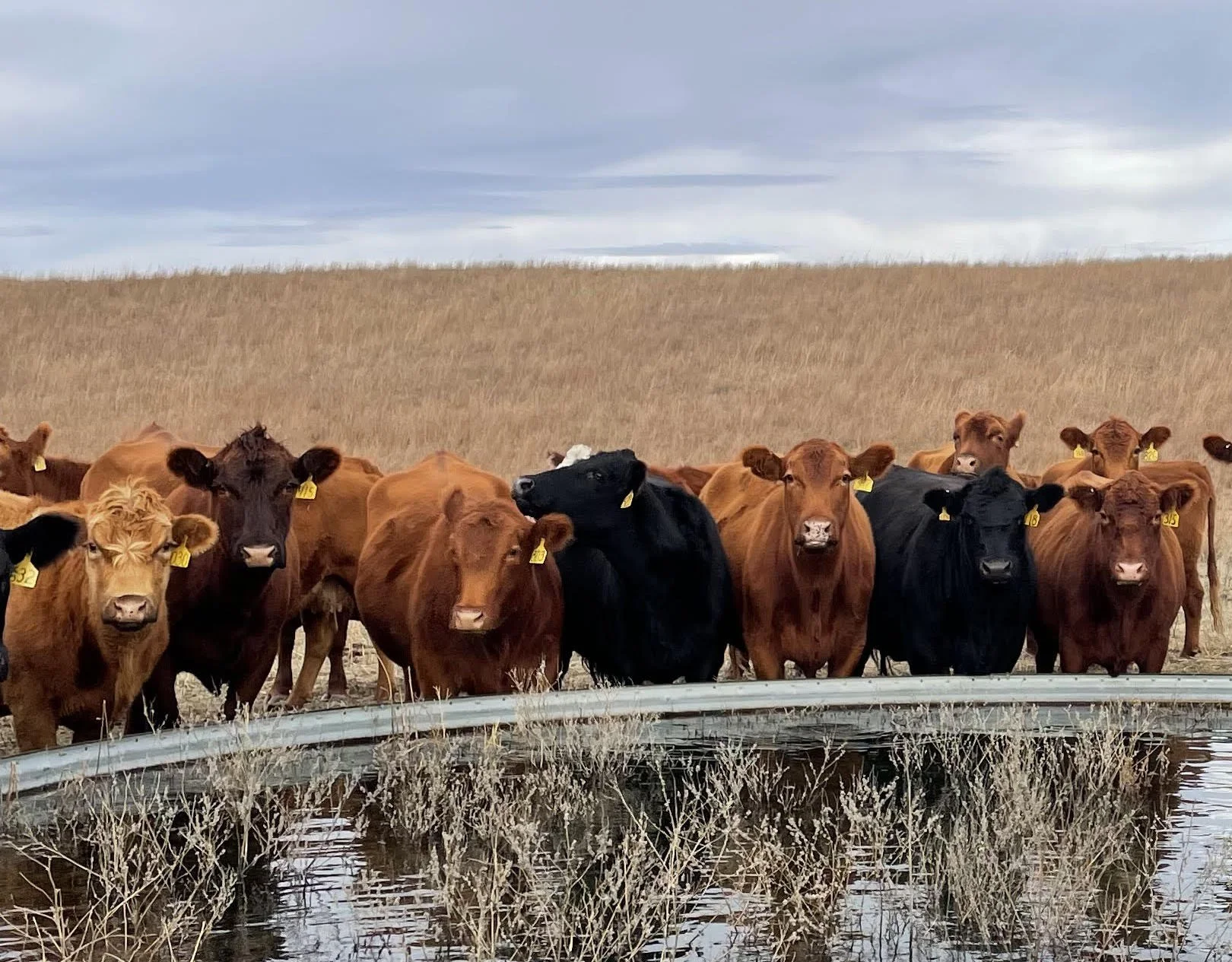 Farm Bureau Sticks with Status Quo and Refuses to Back Cattle Market Regulations