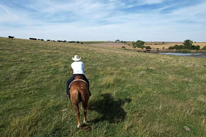 An American Livestock Story, Where Does It End? 