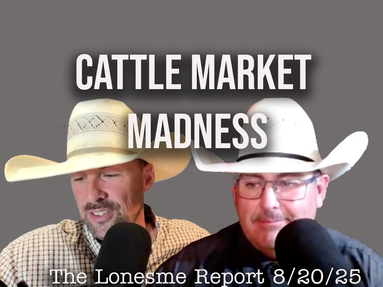 Cattle Market Madness - Lonesome Report - 8/20/25