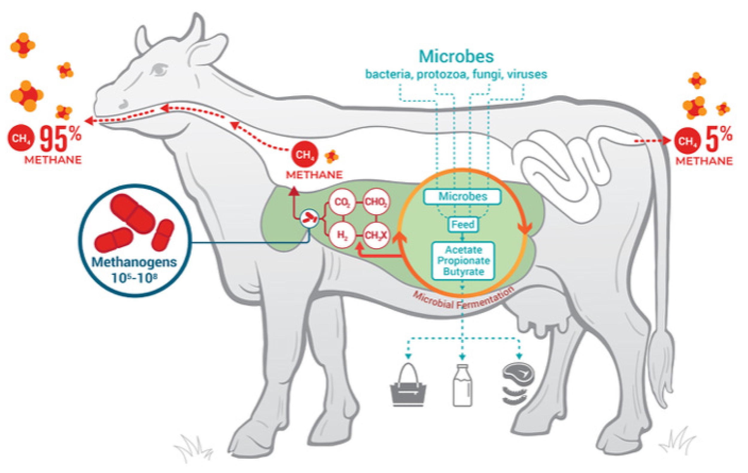 How the Beef Checkoff is Teaching Students that Cattle are Destroying the Climate