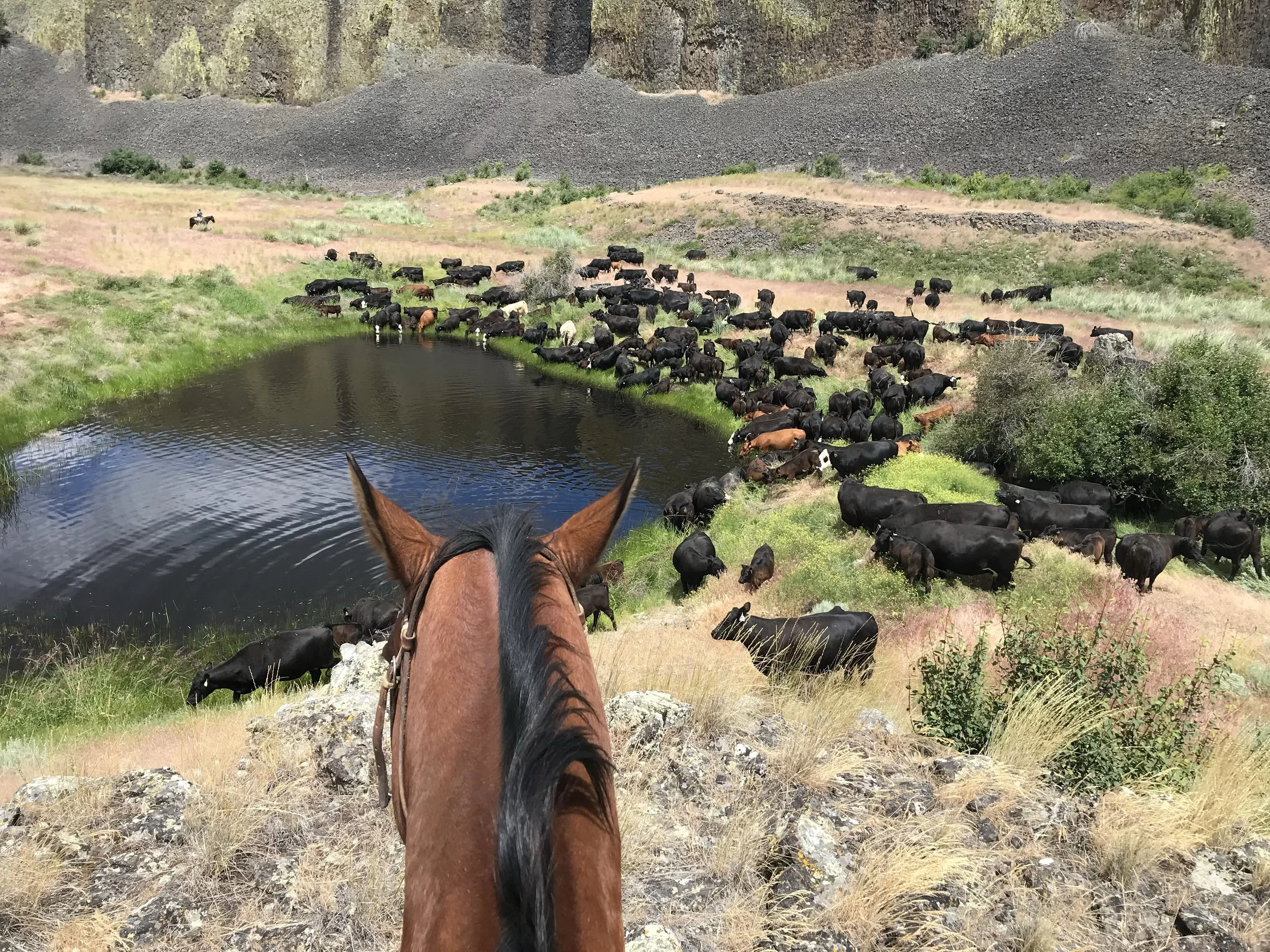 A Win in the Battle for Ranching in Washington State 