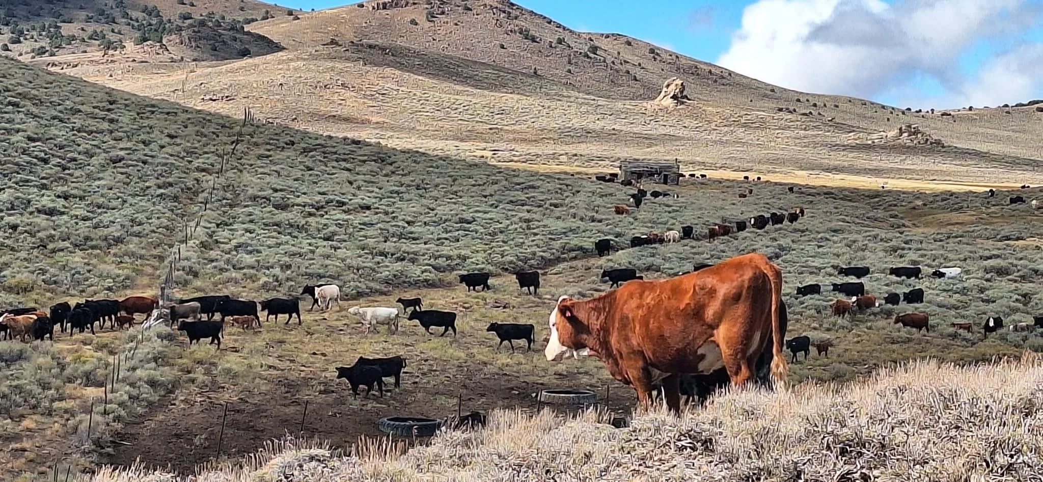 Dear Ranchers, Forest Service Will Help You Graze Public Lands, or You Report Them