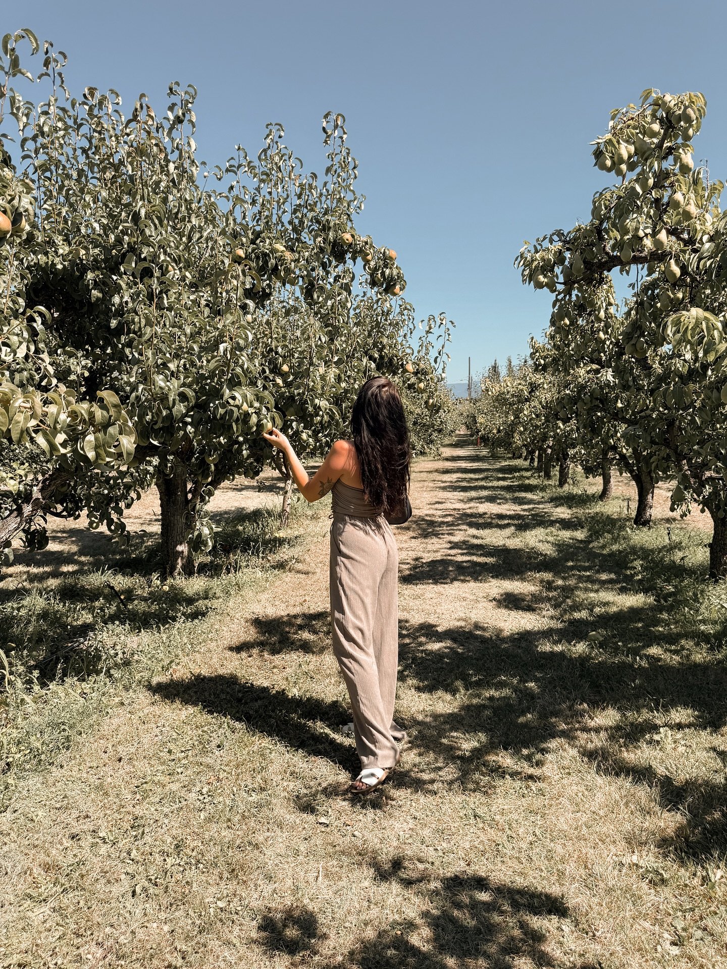 Short trip, long memories 🍑 

Strolling through Kelowna&rsquo;s orchards, soaking in the sun, and savoring every second with the fam. Summer done right ☀️

 #FamilyFirst #KelownaVibes