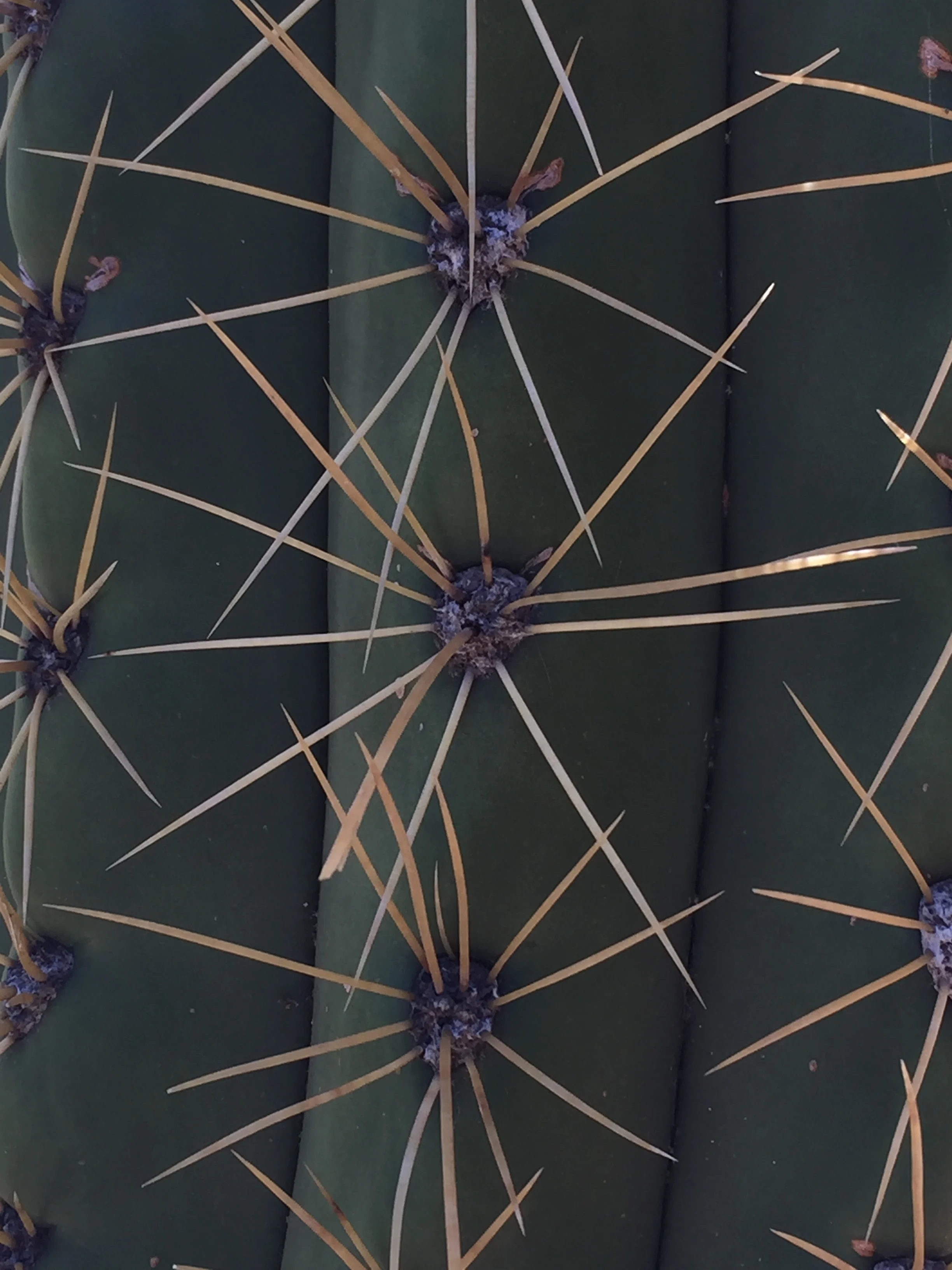 Stanford AZ Garden 2017.2