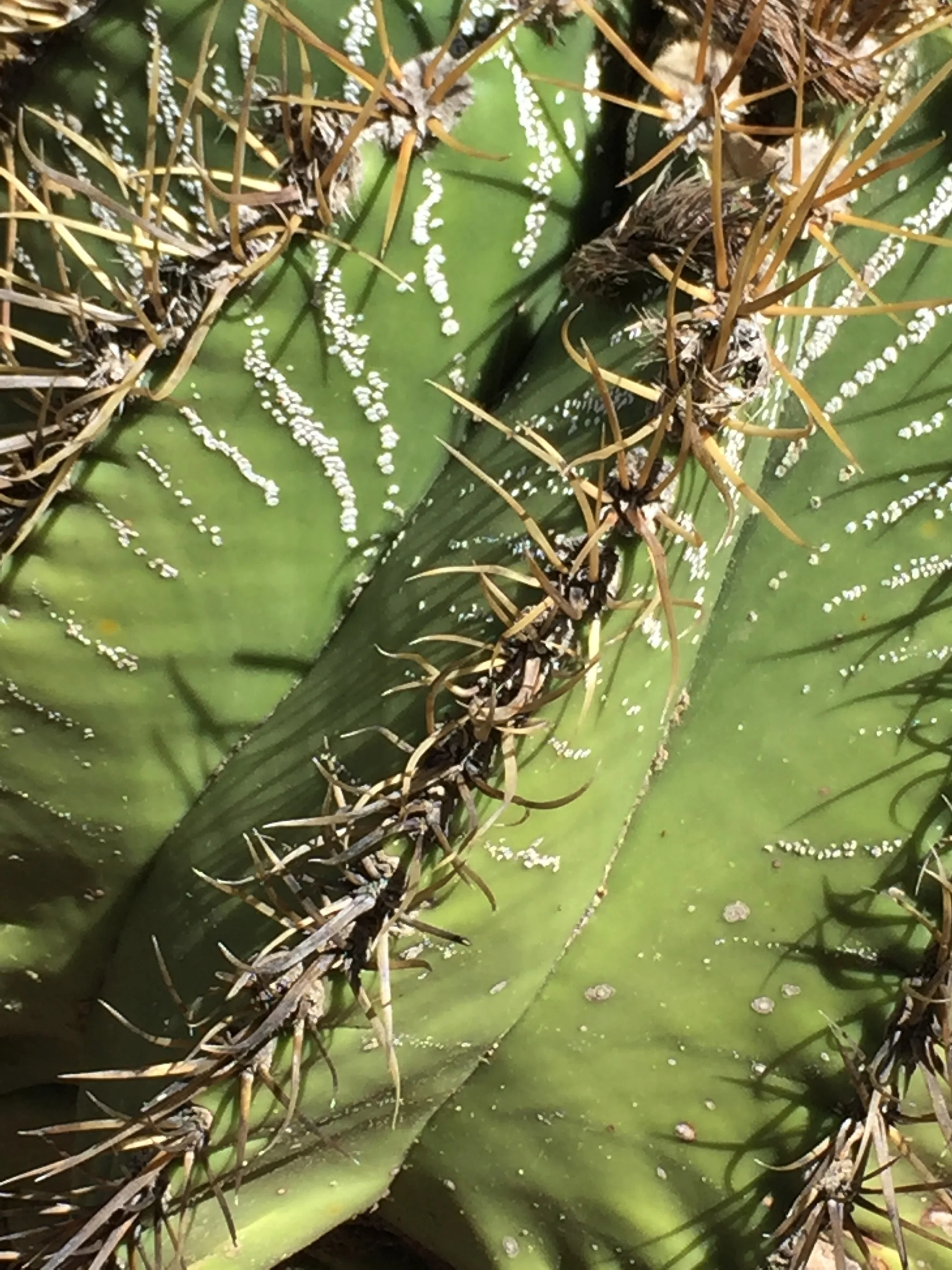 Stanford AZ Garden 2017.3