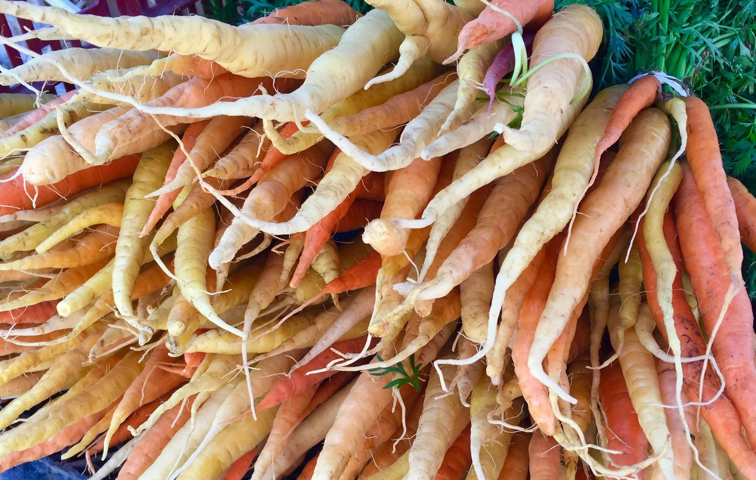 FM Carrots