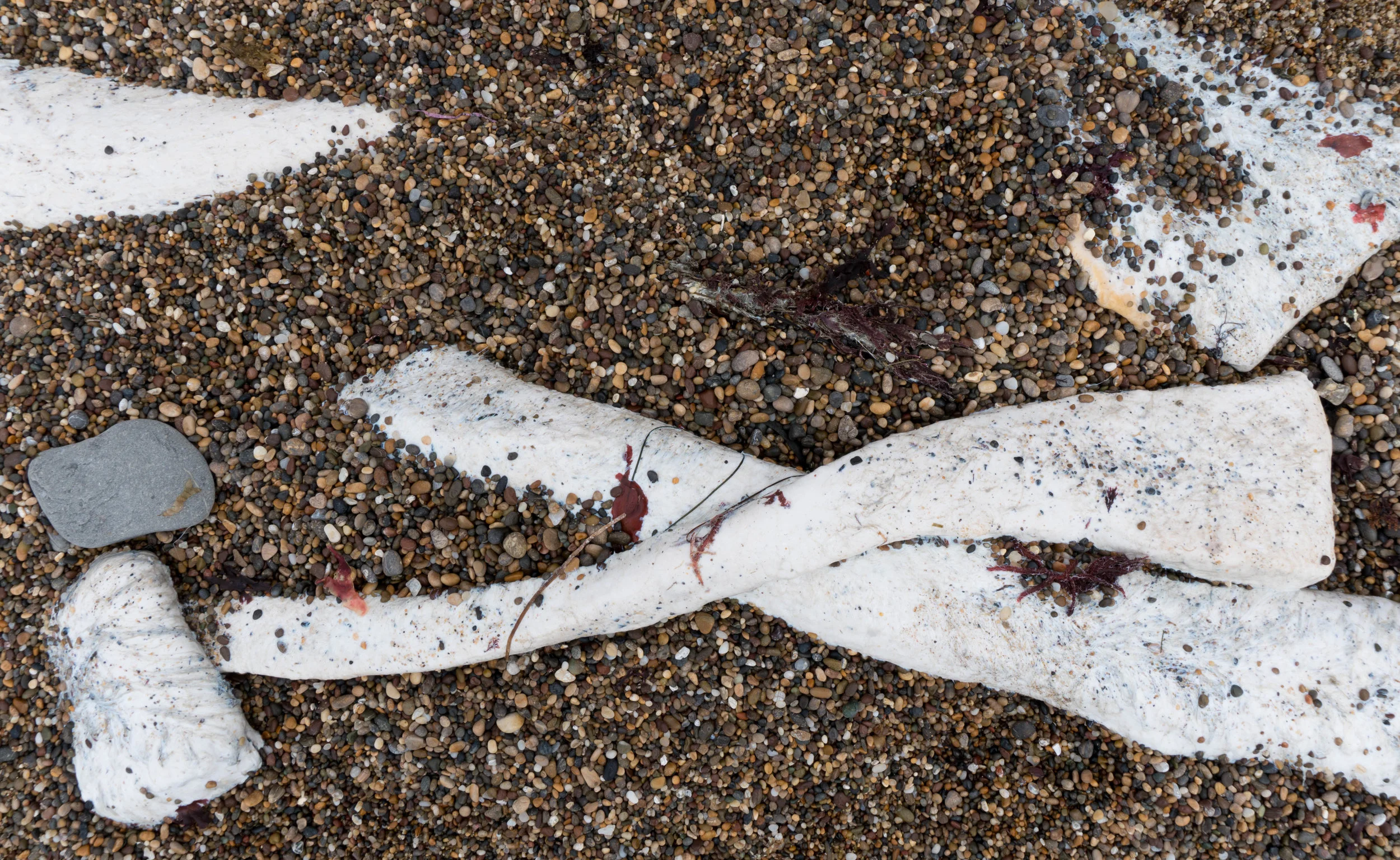 Año Nuevo Humpback 2016.1