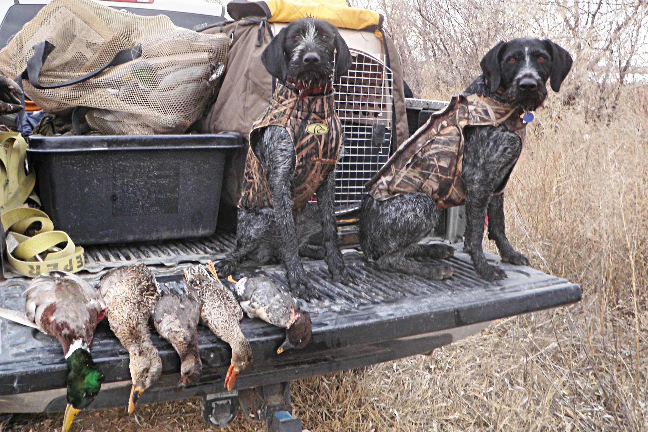 finished deutsch drahthaar for sale