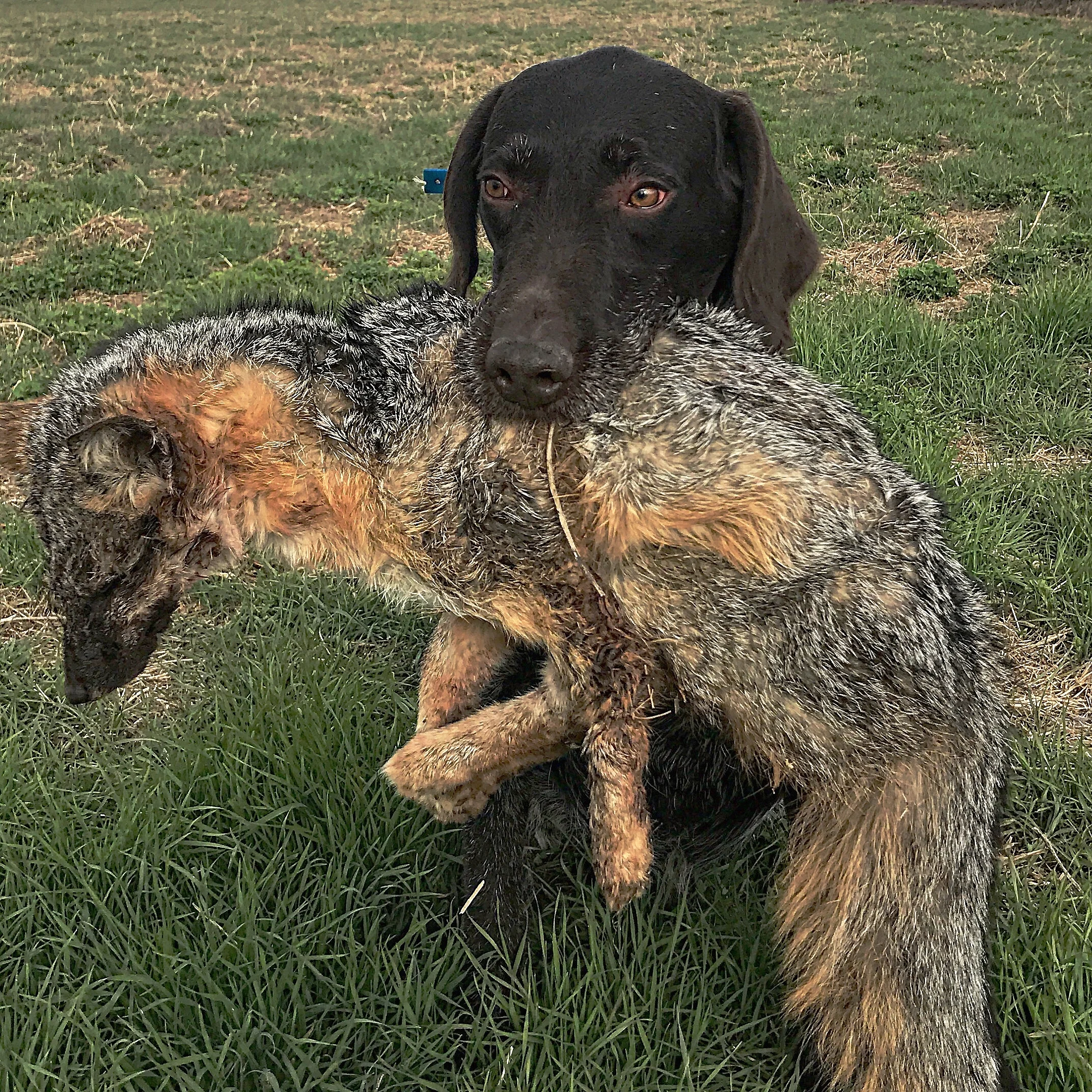 finished deutsch drahthaar for sale