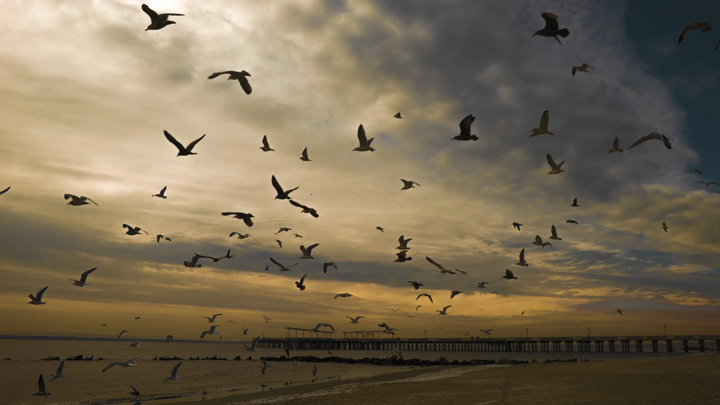 Gulls Backlit.jpg